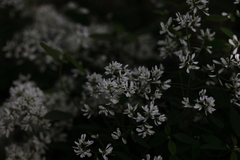 Euphorbia leucocephala