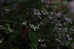 Euphorbia leucocephala