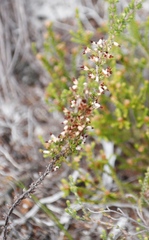 Erica imbricata