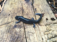Ambystoma 'unisexual complex'