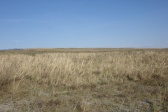 Stipa pennata