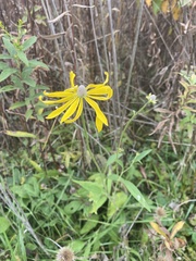 Rudbeckiinae