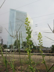 Reseda lutea