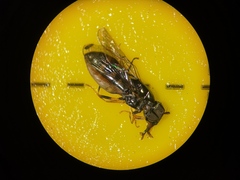 Platycheirus scutatus