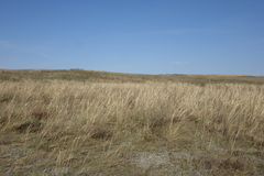 Stipa pennata