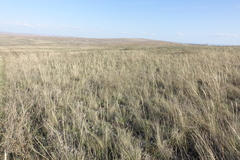 Stipa pennata