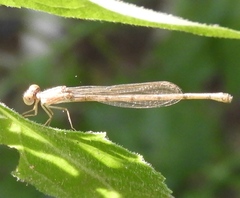 Coenagrionidae