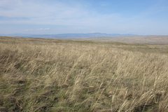 Stipa pennata