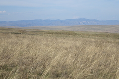 Stipa pennata