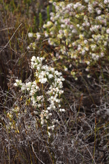 Erica palliiflora
