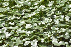 Hydrocotyle ranunculoides