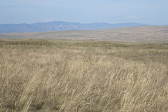 Stipa pennata