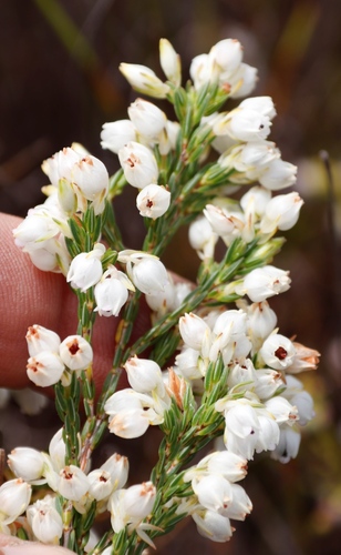 Image of Erica palliiflora by (c) Tony Rebelo, some rights reserved (CC BY-SA)