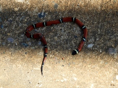 Lampropeltis polyzona