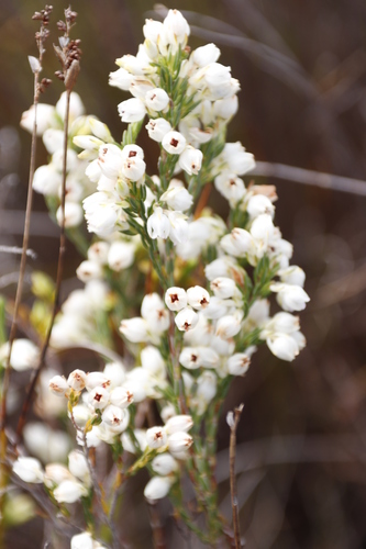Image of Erica palliiflora by (c) Tony Rebelo, some rights reserved (CC BY-SA)