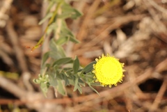 Schistostephium umbellatum