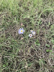 Symphyotrichum divaricatum