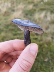 Melanoleuca polioleuca