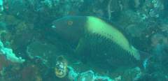 Cetoscarus ocellatus