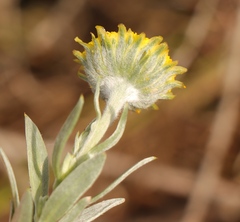 Schistostephium umbellatum