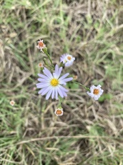 Symphyotrichum divaricatum