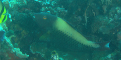 Cetoscarus ocellatus