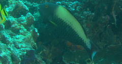 Cetoscarus ocellatus