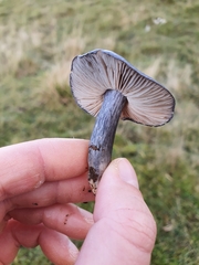 Melanoleuca polioleuca