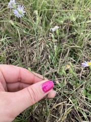 Symphyotrichum divaricatum