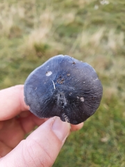 Melanoleuca polioleuca