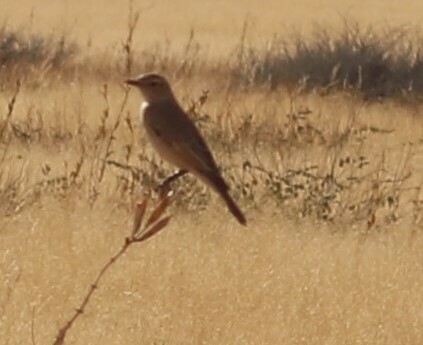 Chat Flycatcher (Agricola infuscatus), photo 2
