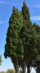Cupressus sempervirens