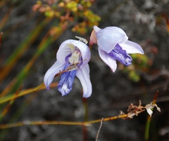 Disa purpurascens
