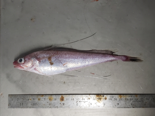 Longfin hake (Phycis chesteri) — Phycidae — 2