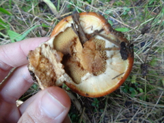 Suillus ponderosus