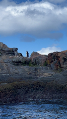 Pygoscelis antarcticus