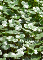 Hydrocotyle ranunculoides