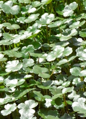 Hydrocotyle ranunculoides