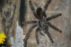 Avicularia avicularia