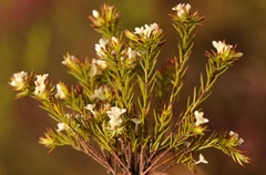 Lachnaea diosmoides