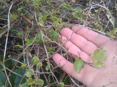 Muehlenbeckia australis × complexa
