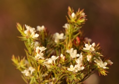 Lachnaea diosmoides