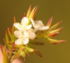 Lachnaea diosmoides