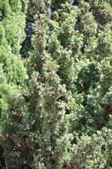 Cupressus sempervirens