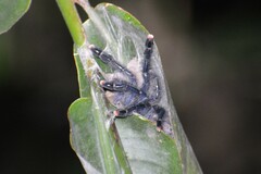 Avicularia avicularia