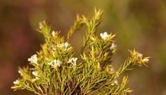 Lachnaea diosmoides