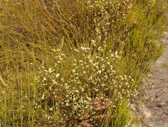 Lachnaea diosmoides