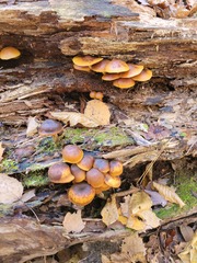 Galerina