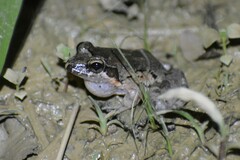 Leptodactylus griseigularis