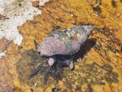 Lithothamnion